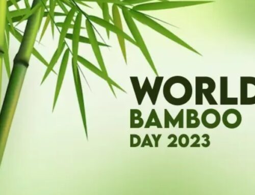 World Bamboo Day 2023